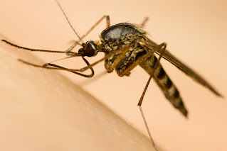 Mosquito ny post