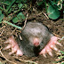 About moles in your garden and landscape
