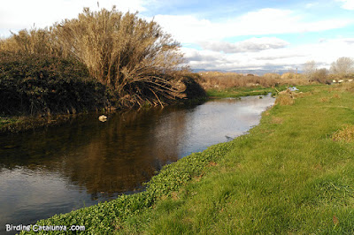 Riu Francolí