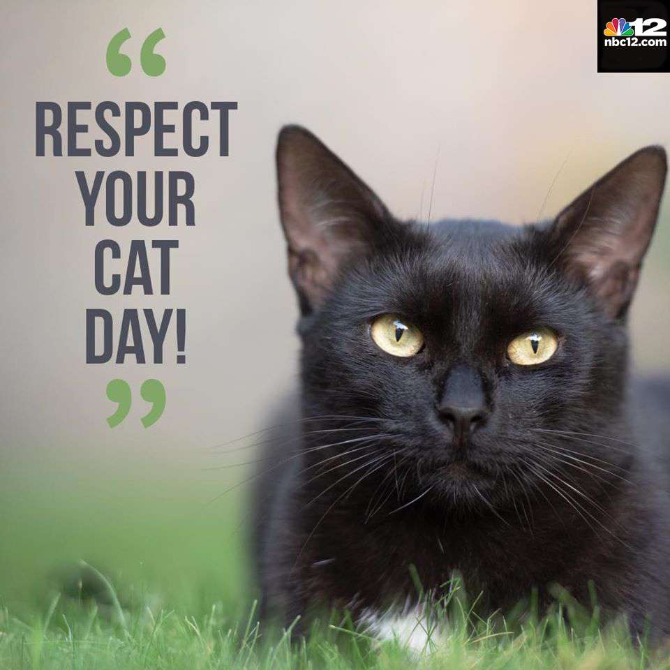 Respect Your Cat Day Wishes Awesome Images, Pictures, Photos, Wallpapers Respect Your Cat Day Wishes Awesome Images, Pictures, Photos, Wallpapers