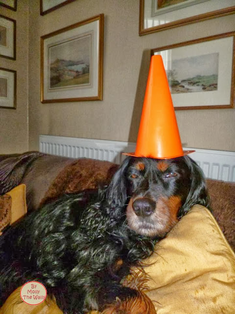 Molly The Wally Is No Dunce!