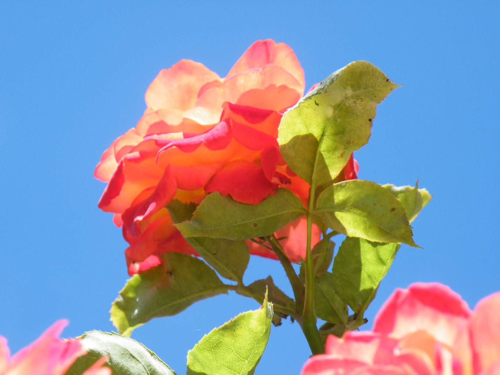 du-four-au-jardin-et-mes-dix-doigts: roses encore, roses toujours
