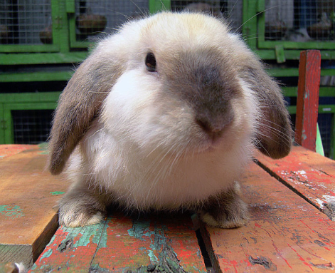 Harga Hewan Kelinci Fuzzy Lop Yang Banyak Di Indnesia Animal