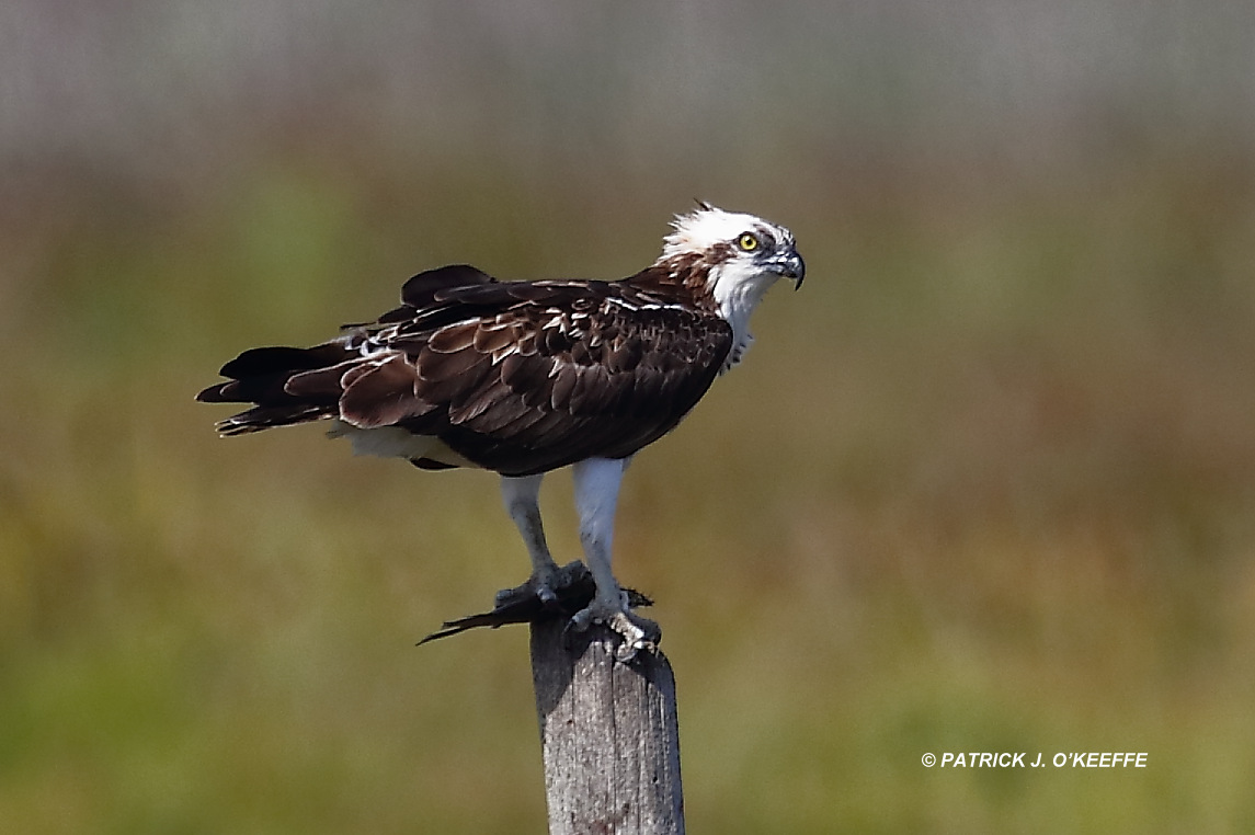 Raw Birds: bird of prey