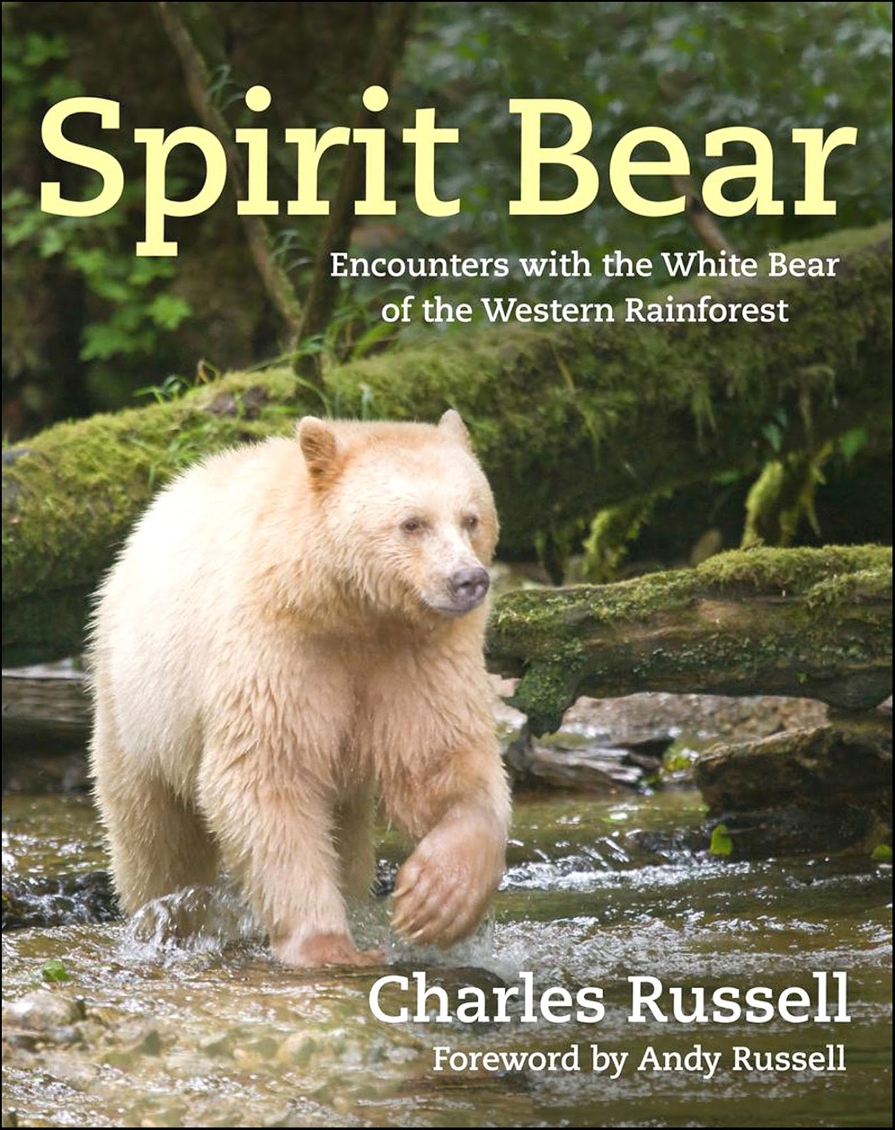 Wild bear перевод. Spirit Bear. Spirit Bear Quests Beesmas. Bear перевод. Bear encounter фото.