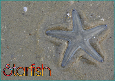 Starfish Information In Hindi-स्टारफिश मछली के बारे में जानकारी