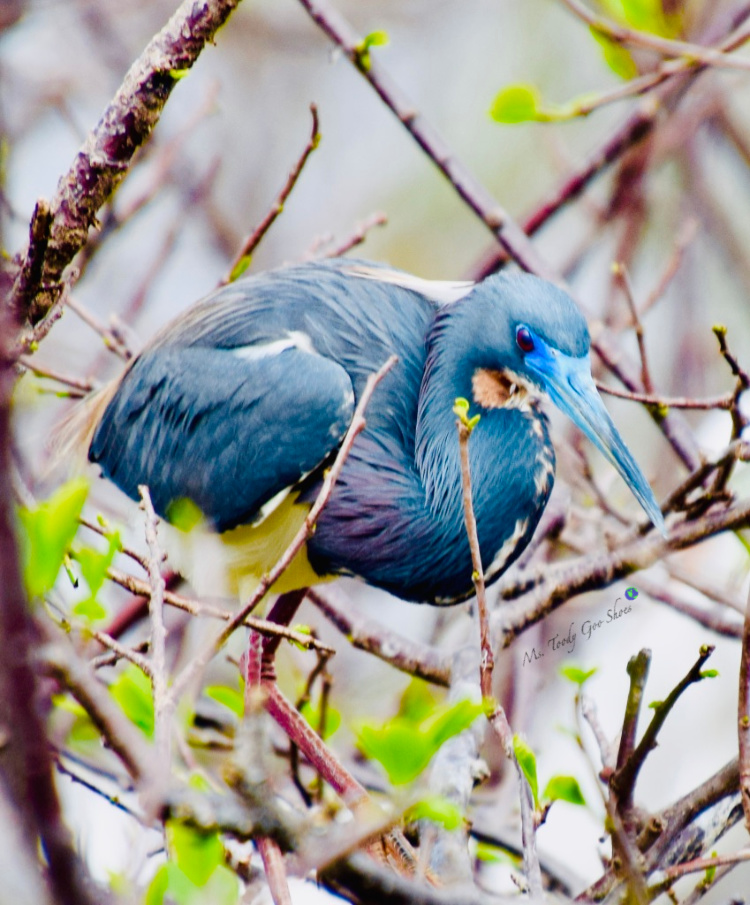 Beautiful birds can be seen at Wakodahatchee Wetlands in Delray Beach, Florida | Ms. Toody Goo Shoes