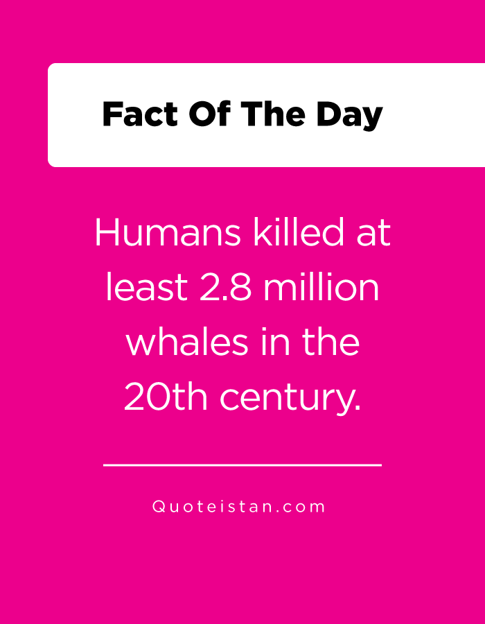 Humans killed at least 2.8 million whales in the 20th century.