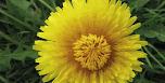 One gorgeous mum A gorgeous yellow mum opening and closing.