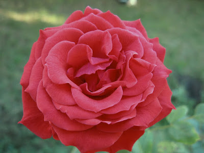 beautiful red rose wallpaper