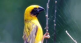 Harga Burung Manyar Terbaru Februari 2020