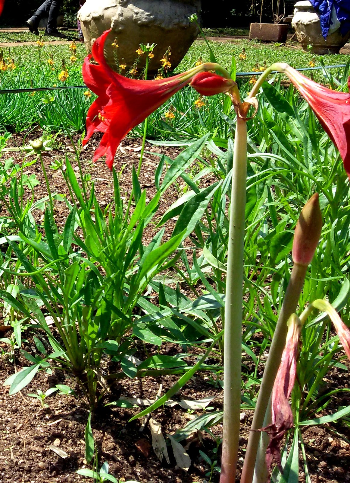 Uma flor por dia: Amarílis, açucena-vermelha