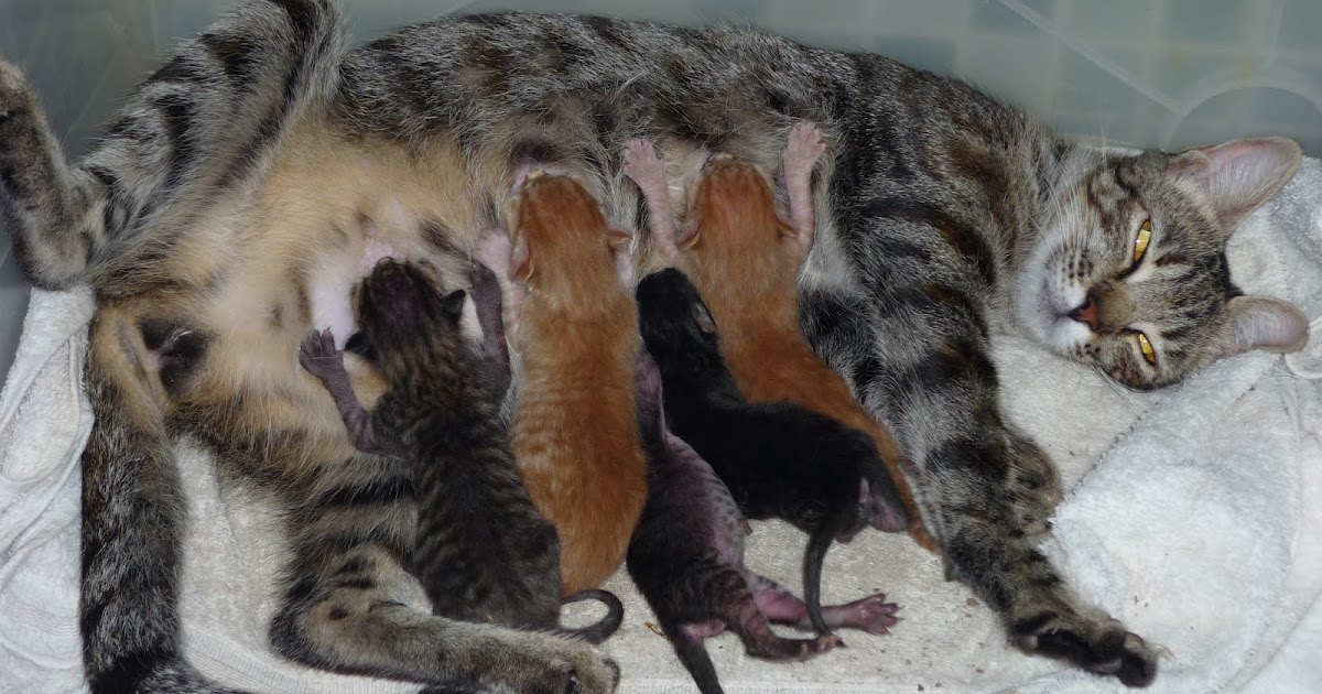 Pegadas Cães e Gatos Gestação Felina