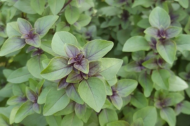 holy basil image