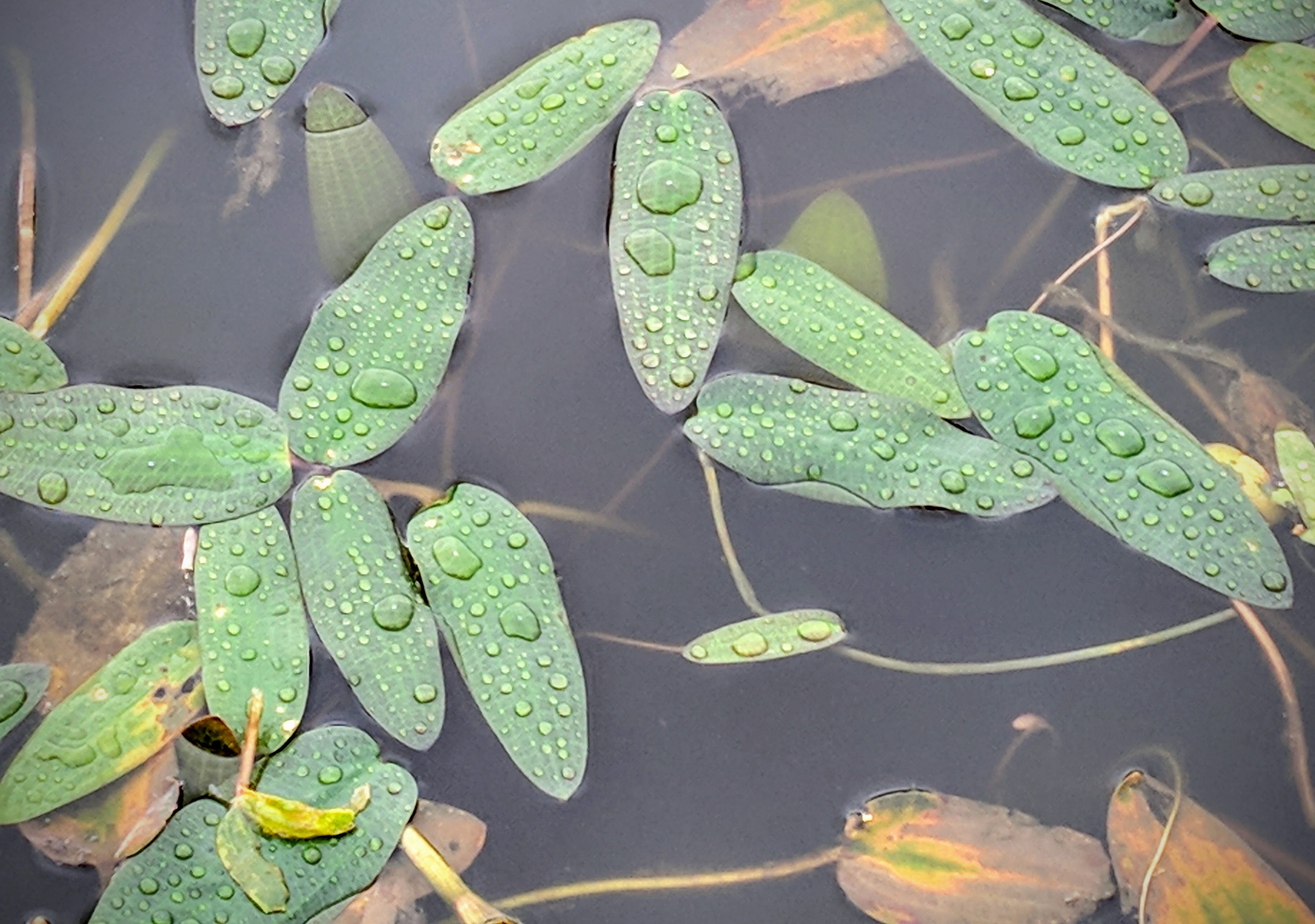 Rain drops on floating leaves