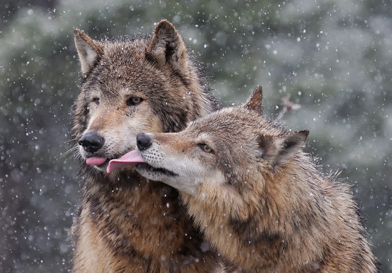 White Wolf : Wolves Are Getting Some Wet Lovin': 20 Photos Of Wolf Kisses