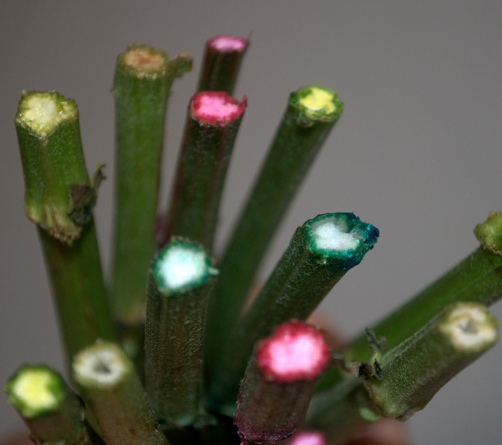 Life's Perception & Inspiration Dyed Flowers