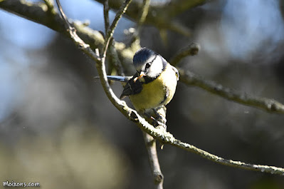 Mallerenga blava (Cyanistes caeruleus)