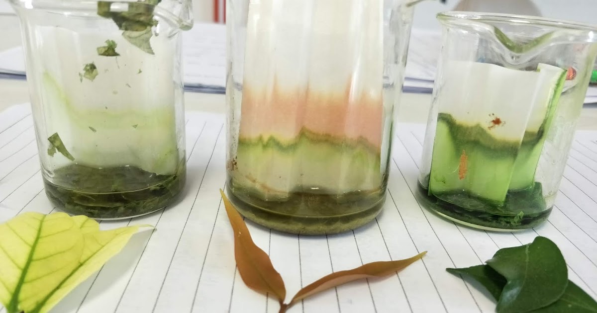 ELifes Separation of Photosynthetic Pigments Paper Chromatography