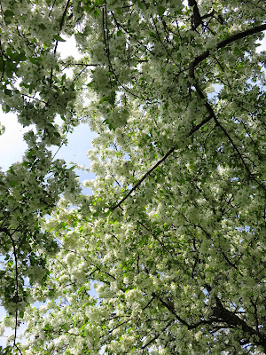 Photo of Family Getaway - The Dow Gardens, Midland 13/17 by Saakshi Kumar