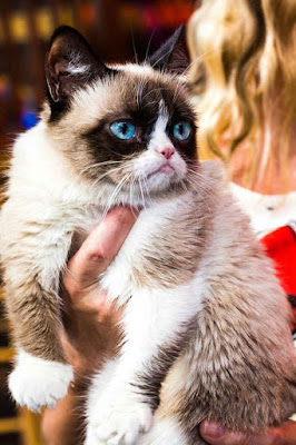 Snowshoe Cat breed facts