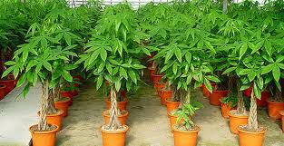 Pachira aquatica guiana glabra pachira - France news collections