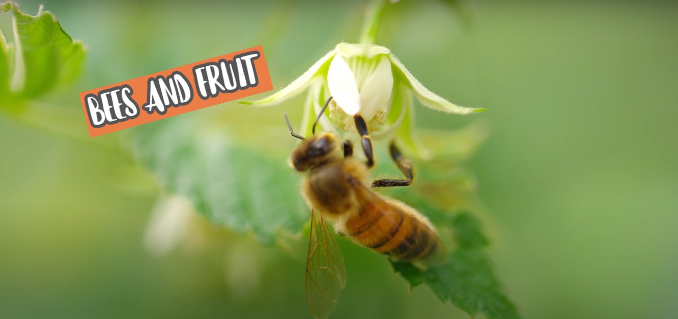 What fruit trees attract bees? Honey bees and fruit trees