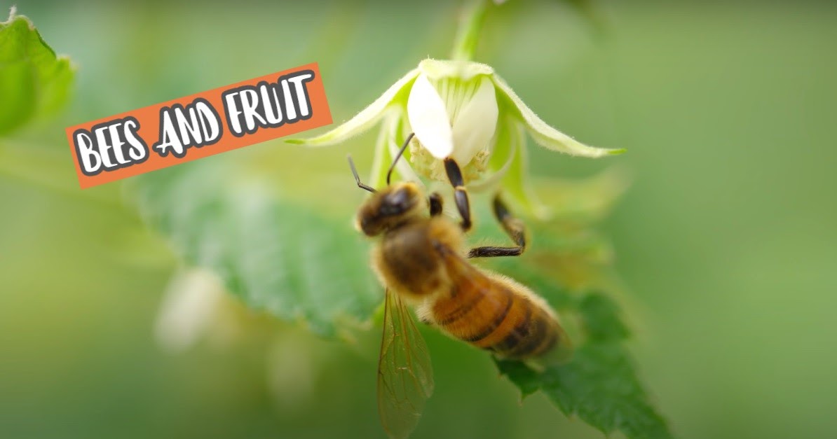What fruit trees attract bees? Honey bees and fruit trees