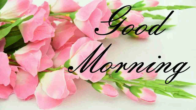 Good Morning flowers Image hd download and share with your friends and family members on facebook and whatsapp for wish very good morning