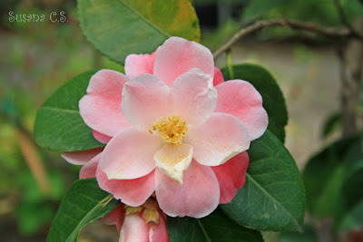 Real Jardín Botánico - Madrid Real Jardín Botánico - Madrid