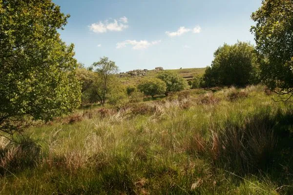 Emsworthy Mire nature reserve. Photo copyright Simon Williams (All rights reserved)