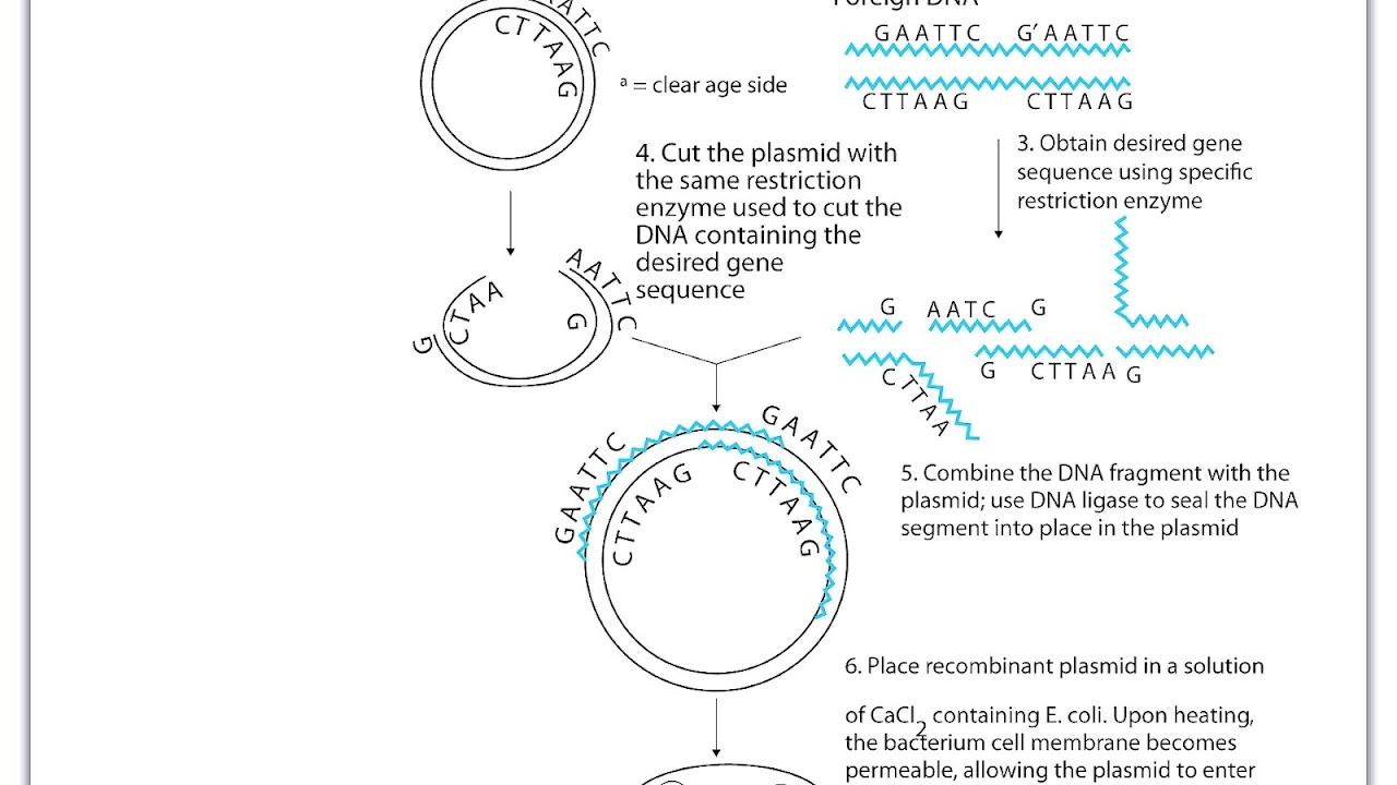 E Coli Makes Insulin Because Insulin Choices