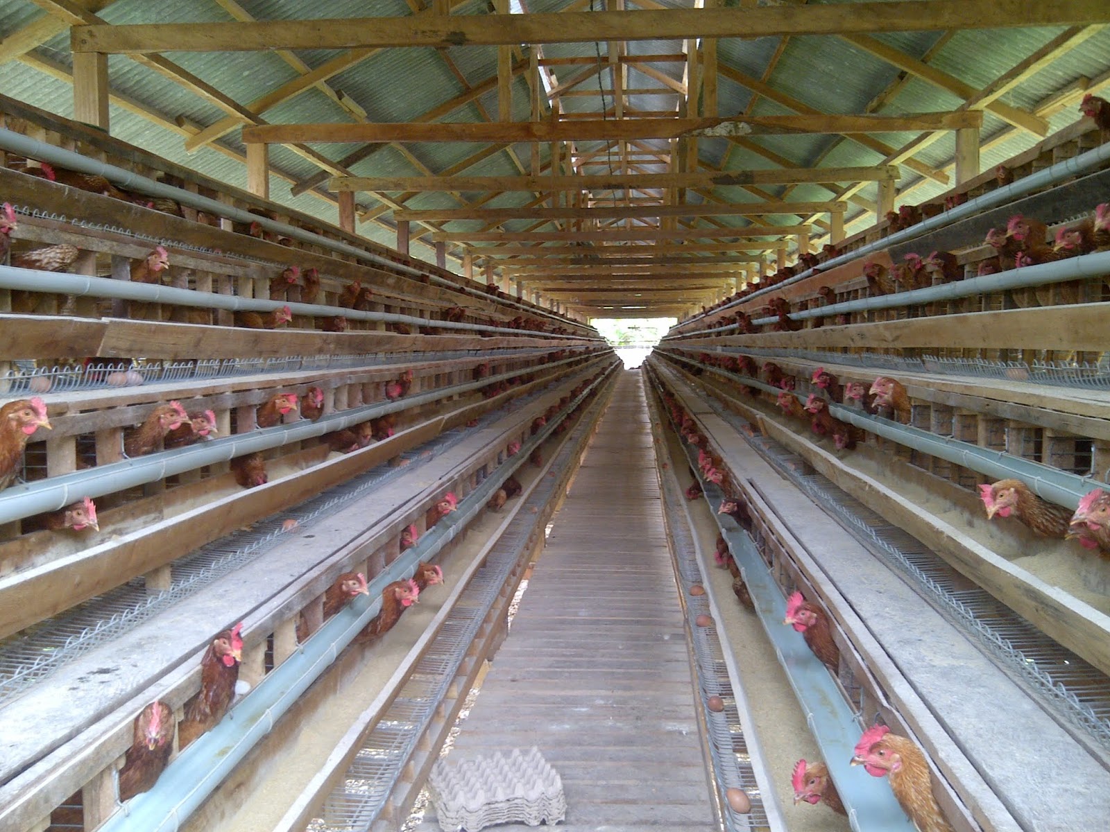 Simple Laying Chicken Coops