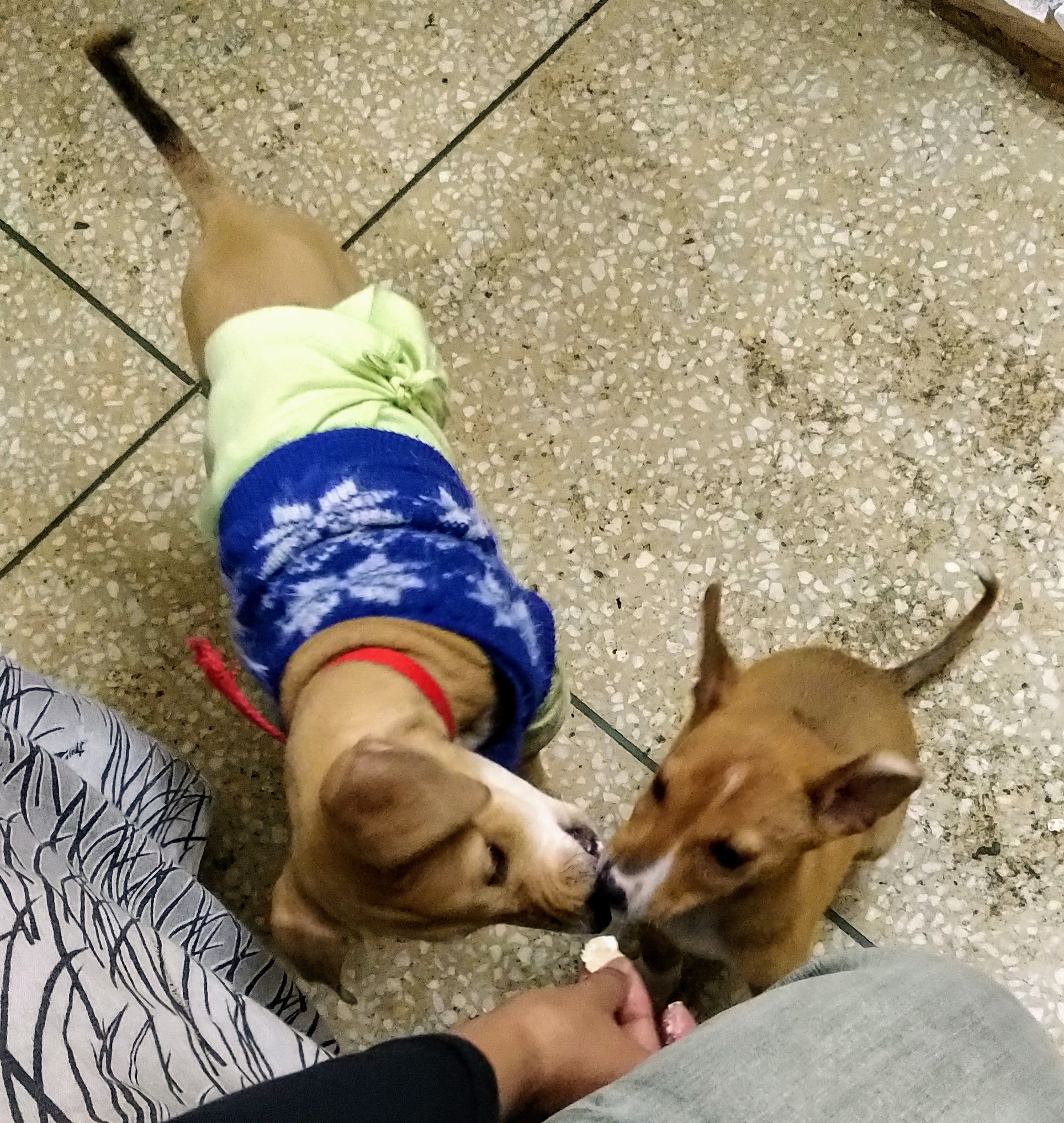 The heartwarming rescue stories of my boys The heartwarming rescue stories of my boys