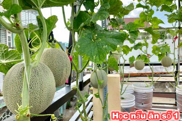 Cách trồng dưa lưới trên sân thượng