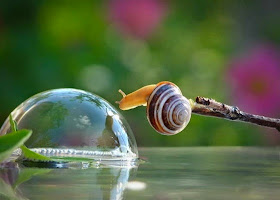 صور اكثر من رائعة تكشف أسرار حياة الحلزون!