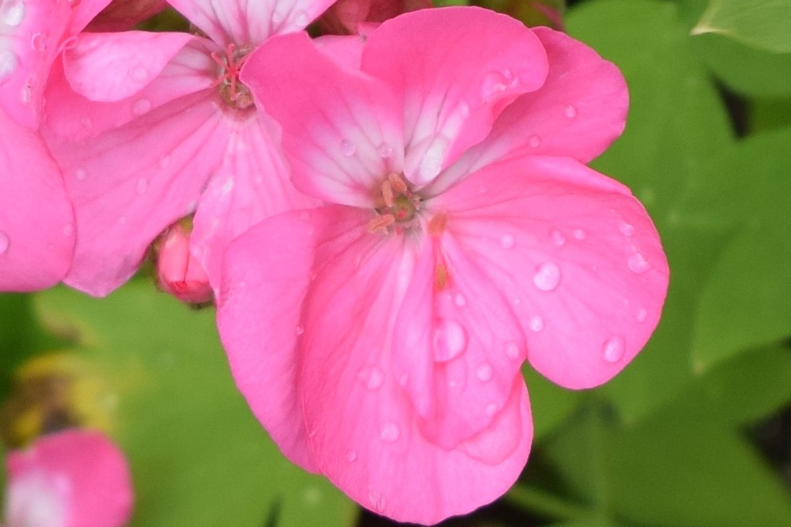 Natural Weekends More Vermont Flowers The Soundings