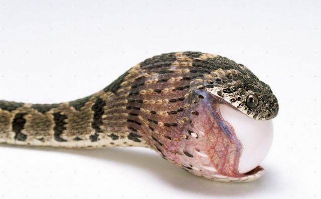Африканская яичная змея, или африканский яйцеед (Dasypeltis scabra)
