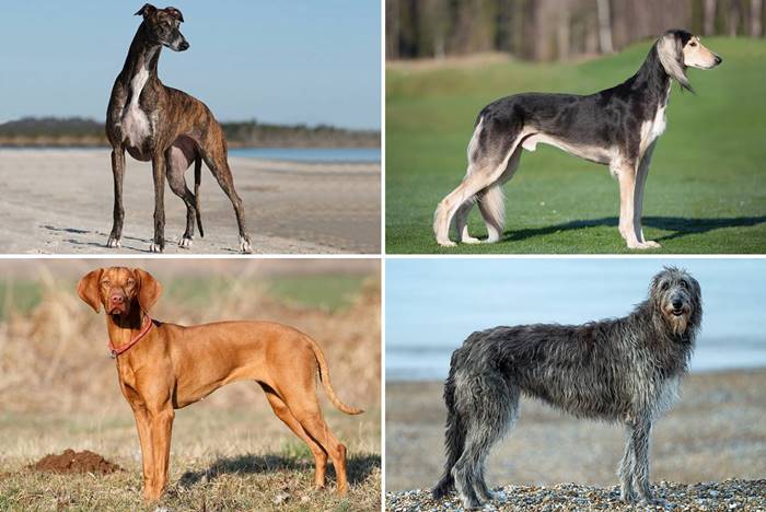 dog breeds, large dogs, Whippet dog, Vizsla dog, Greyhound, Borzoi, Dalmatian dog, Doberman dog,
