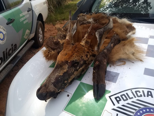 Sitiante leva multa de R$ 5 mil por abate de veado-mateiro, integrante da lista de espécies ameaçadas de extinção