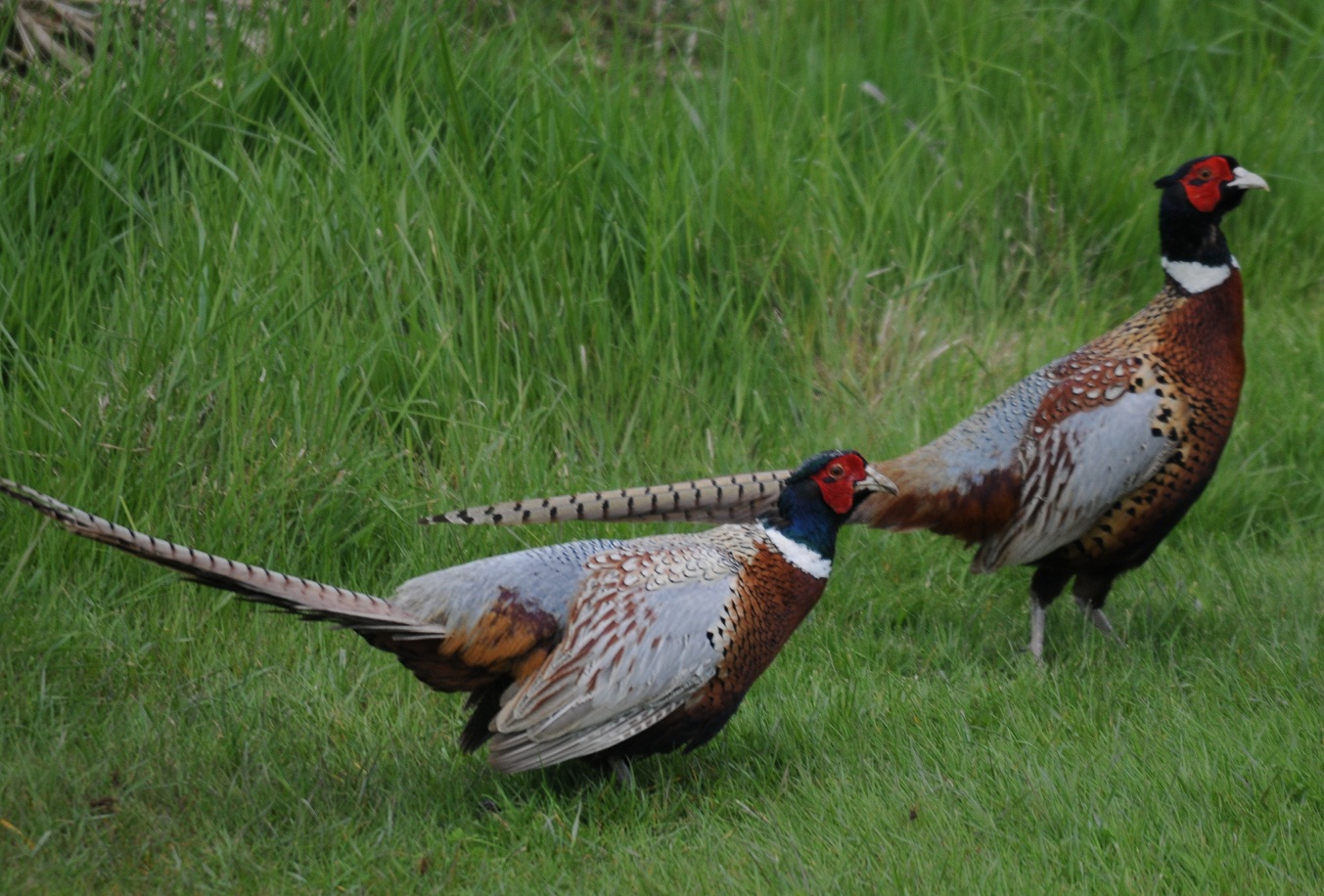 Dave Mo Birding Fighting Pheasants