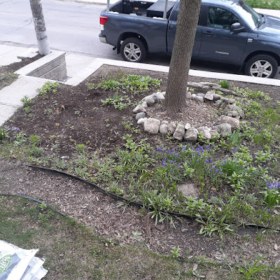 Toronto Roncesvalles shade garden installation before by Paul Jung Gardening Services--a Toronto Organic Gardener