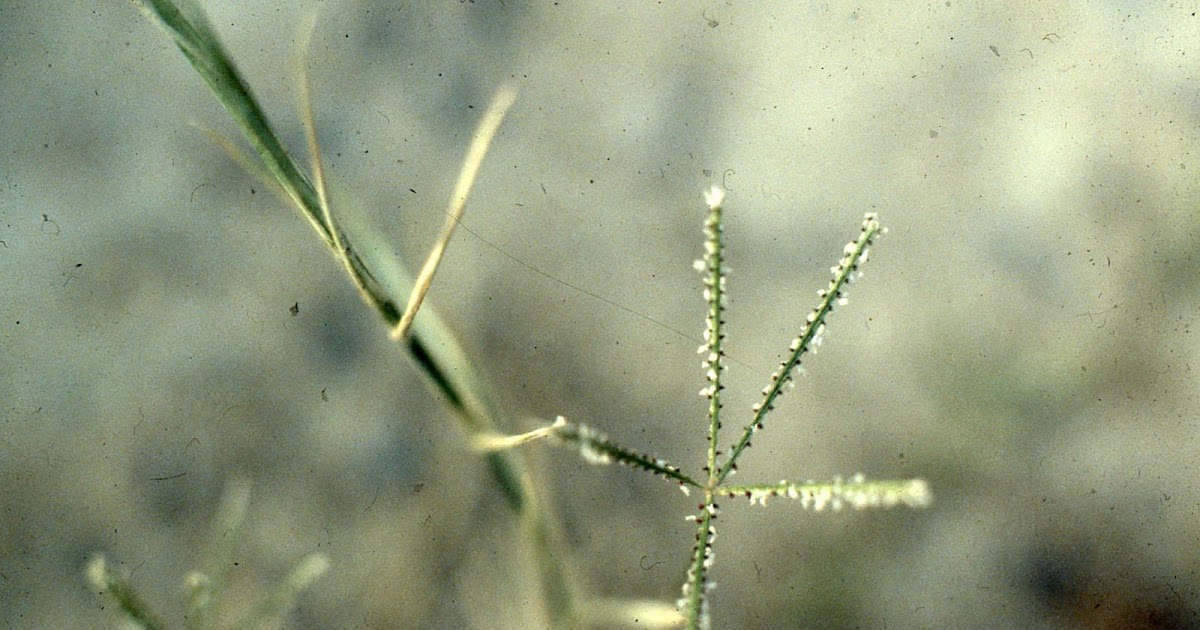 Xtremehorticulture of the Desert Pollen Alert and Hay Fever