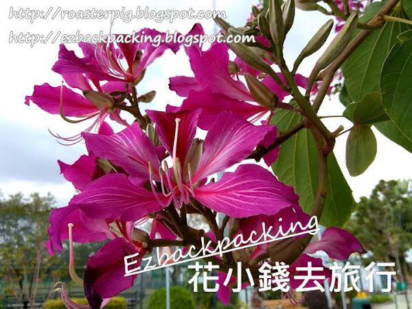 春天賞花好去處: 九龍仔公園洋紫荊園+開放時間