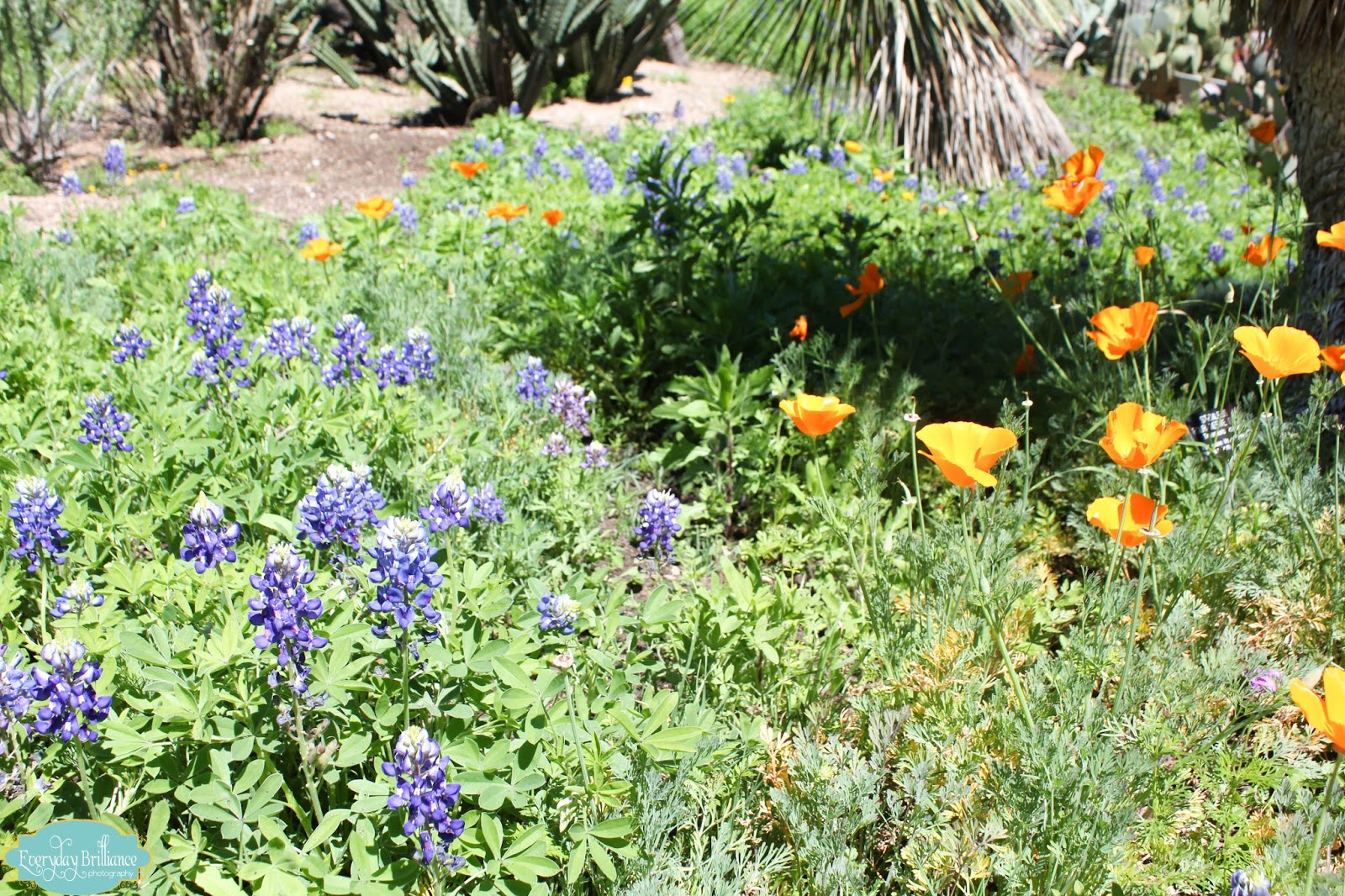 Everyday Brilliance Photography San Antonio Botanical Garden