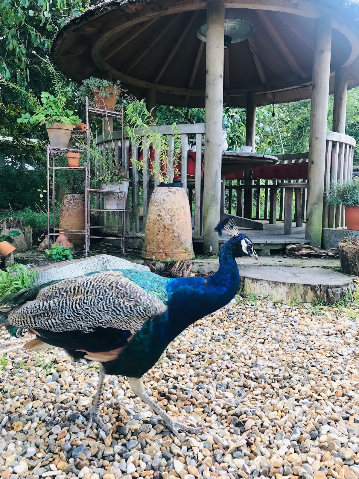 Beanstalk Tea Garden