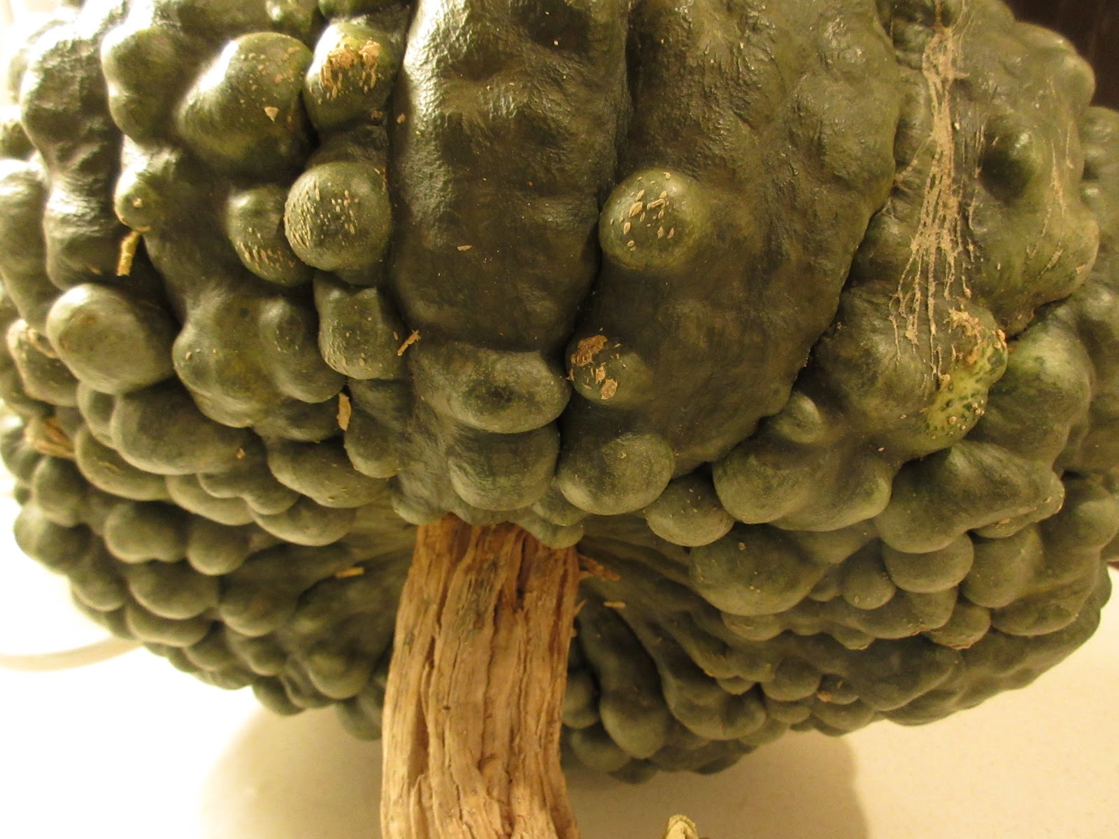 Stasher Marina di Chioggia Pumpkin, former post in the name Ironbark