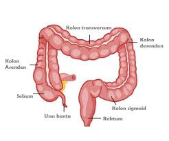 Sistem Pencernaan Pada Manusia (Materi Essensi masa pandemi)
