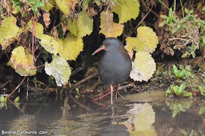 Rascló (Rallus aquaticus)