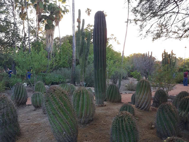 Cactus garden